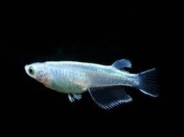 Oryzias latipes8